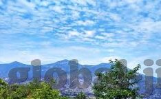 含羞草视频网站麻豆-探寻生活艺术，含羞草——麻豆的时尚呼吸